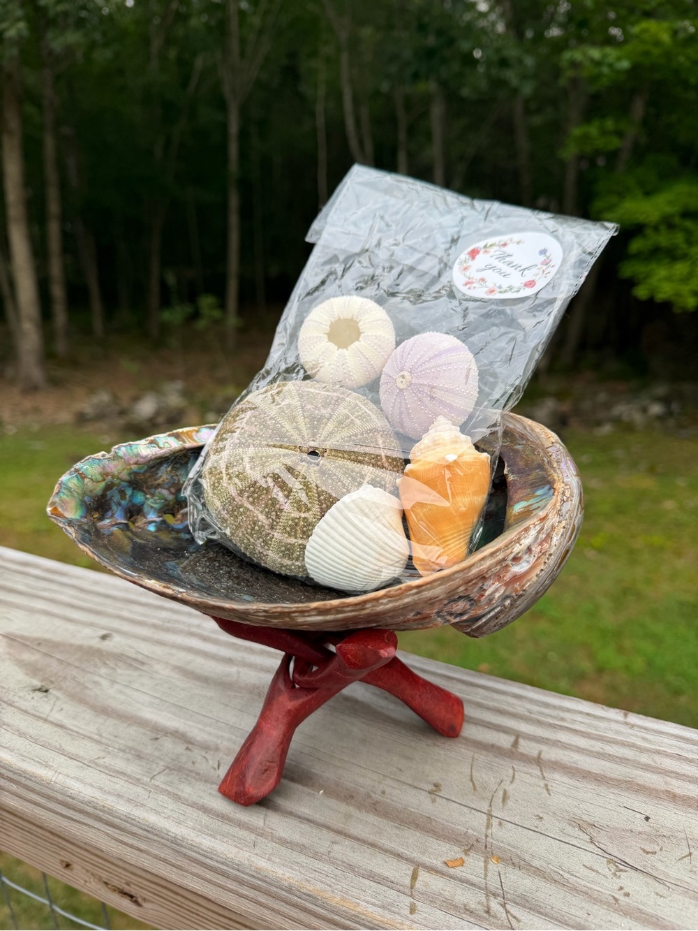 Coastal Shell & Sea Urchin Set | Iridescent Abalone Kit